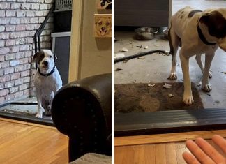 Vídeo mostra cãozinho resgatado com medo de entrar em sua nova casa. Comovente!