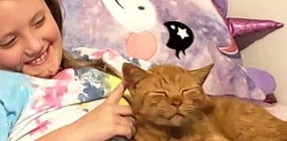 Mãe percebe que sua filha levou gato desconhecido para casa quando os encontra dormindo juntos