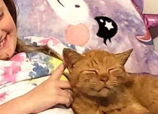 Mãe percebe que sua filha levou gato desconhecido para casa quando os encontra dormindo juntos