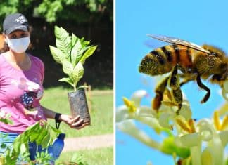 Maior corredor apícola está sendo construído no Brasil. É necessário cuidar das espécies importantes!