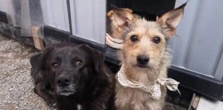 Cãezinhos de rua se recusam a ser adotados separadamente. Duas figuras!