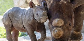 Filhote de rinoceronte negro nasce no Zoo Miami e é esperança em meio ao perigo de extinção