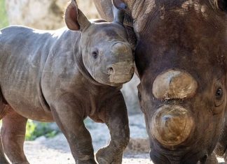 Filhote de rinoceronte negro nasce no Zoo Miami e é esperança em meio ao perigo de extinção