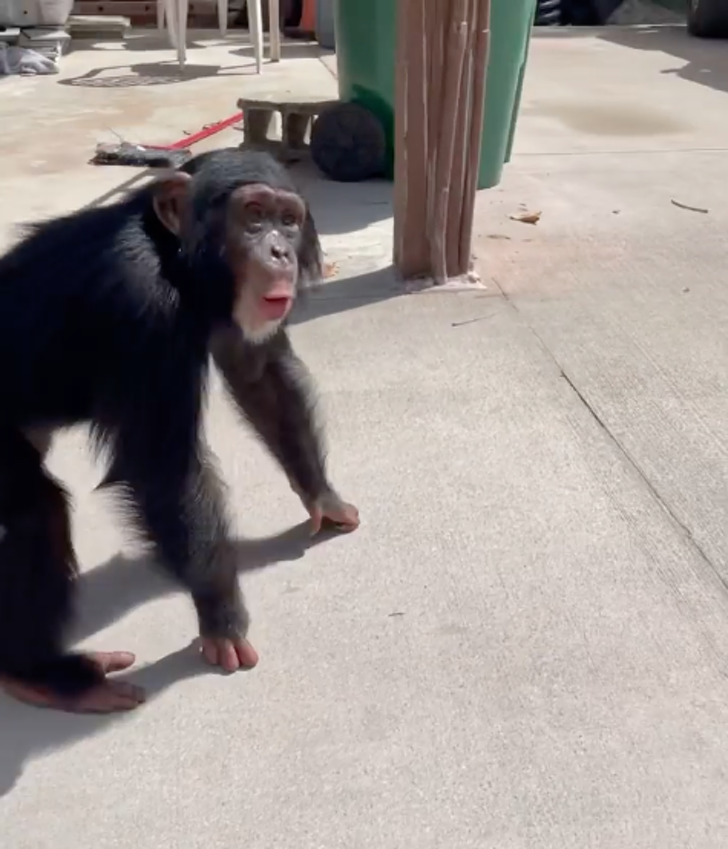 contioutra.com - Vídeo mostra o reencontro de um chimpanzé com seus ex-criadores. Emocionante!