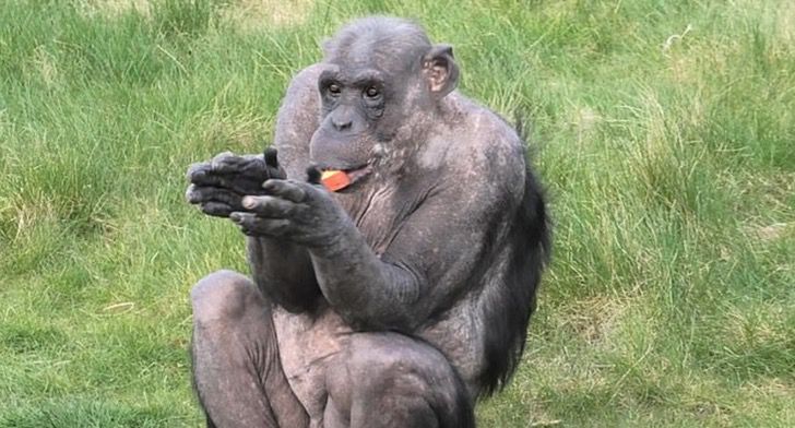 contioutra.com - Chimpanzé aplaude ao receber os visitantes de volta ao zoológico; assista.