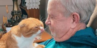 Gatinha se recusa a sair do lado do vovô desde que percebeu que ele está doente