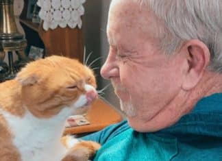 Gatinha se recusa a sair do lado do vovô desde que percebeu que ele está doente