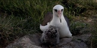 Ave selvagem mais antiga do mundo choca outro filhote aos 70 anos