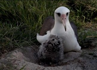 Ave selvagem mais antiga do mundo choca outro filhote aos 70 anos