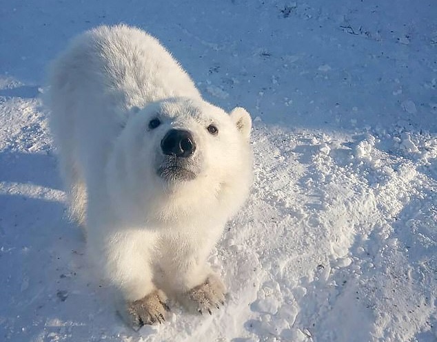contioutra.com - Ursa polar órfã que adorava abraçar os trabalhadores do Ártico ganha vida nova