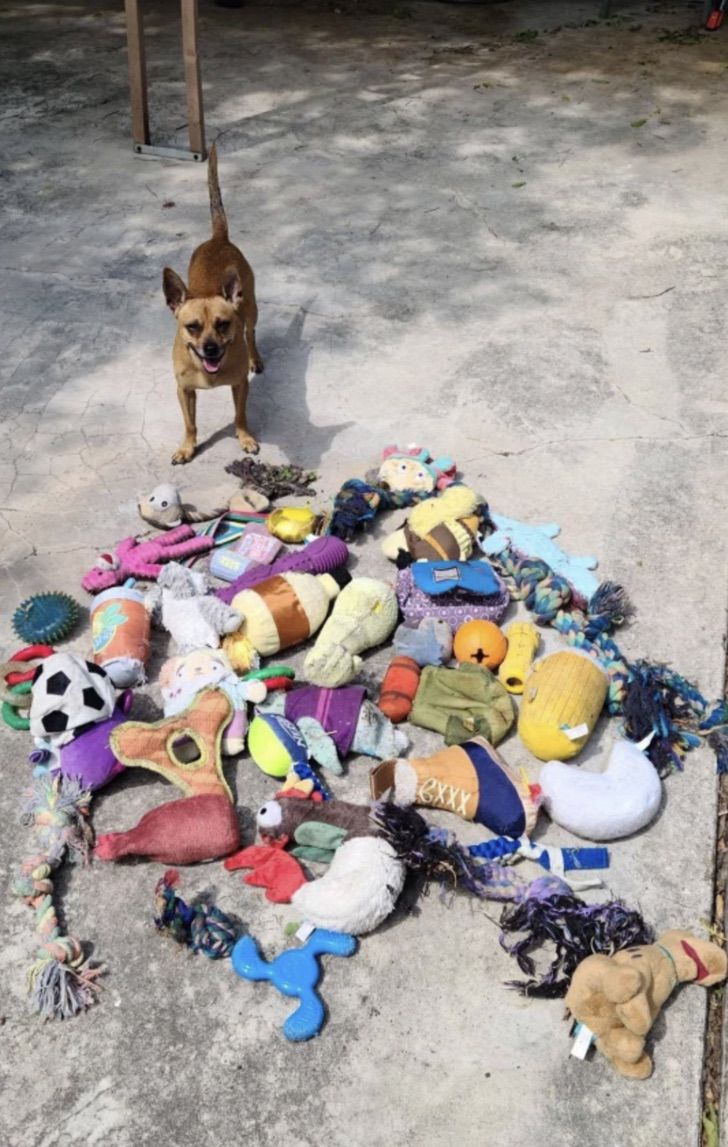 contioutra.com - Este adorável chihuahua era secretamente cleptomaníaco e roubou dezenas de brinquedos