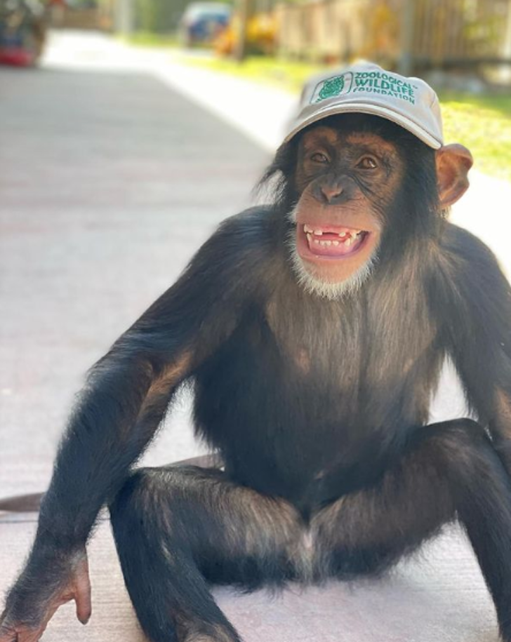 contioutra.com - Vídeo mostra o reencontro de um chimpanzé com seus ex-criadores. Emocionante!