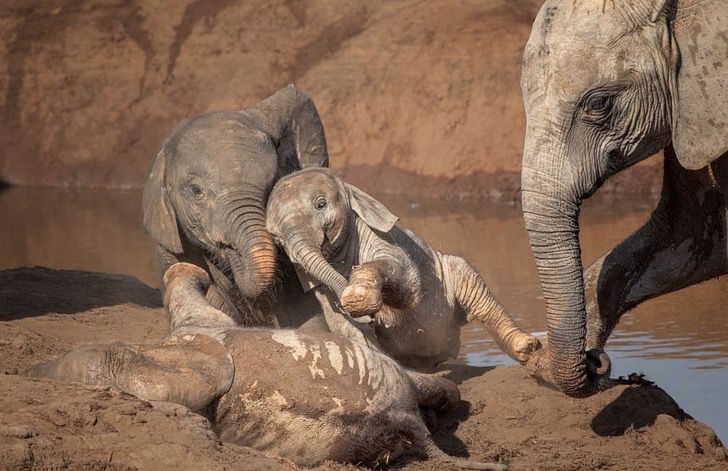 contioutra.com - Fotógrafo falgra elefantes bebês se diverftindo na lama para espantar o calor