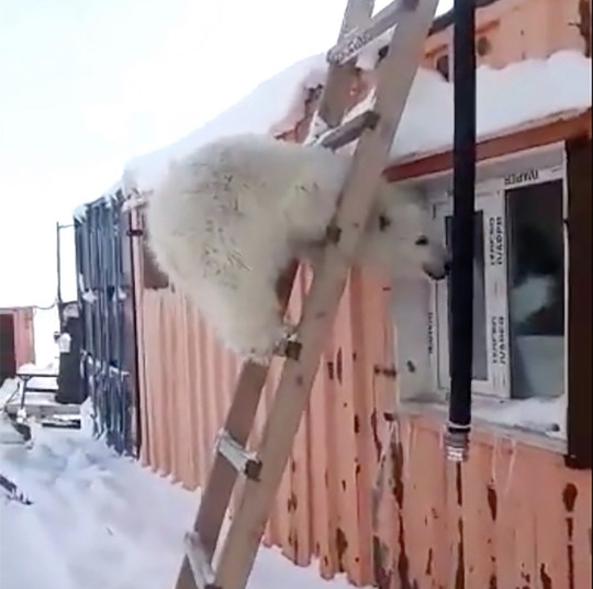 contioutra.com - Ursa polar órfã que adorava abraçar os trabalhadores do Ártico ganha vida nova