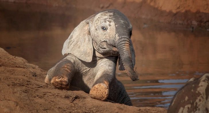 contioutra.com - Fotógrafo falgra elefantes bebês se diverftindo na lama para espantar o calor