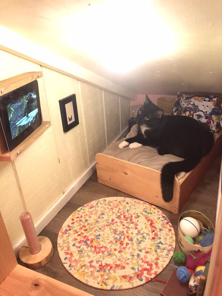 contioutra.com - Casal constrói mini quarto incrível com TV e cama para seu gatinho, o resultado é cômico!