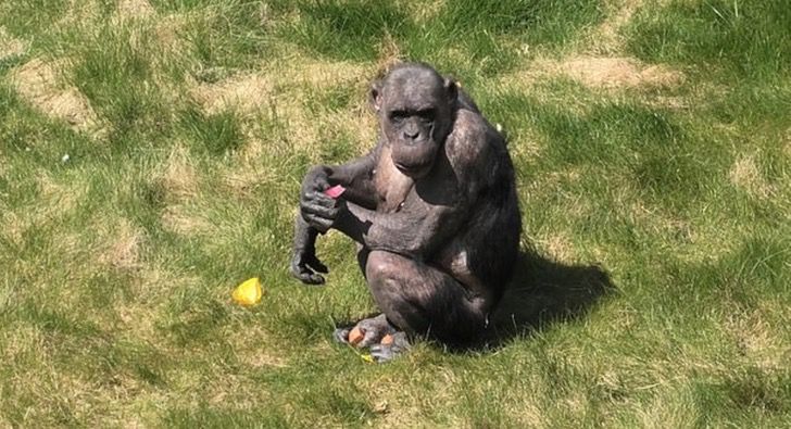 contioutra.com - Chimpanzé aplaude ao receber os visitantes de volta ao zoológico; assista.