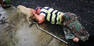 Cachorrinha corre deseperada entre os carros na rua à procura de ajuda para o tutor ferido