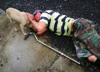 Cachorrinha corre deseperada entre os carros na rua à procura de ajuda para o tutor ferido