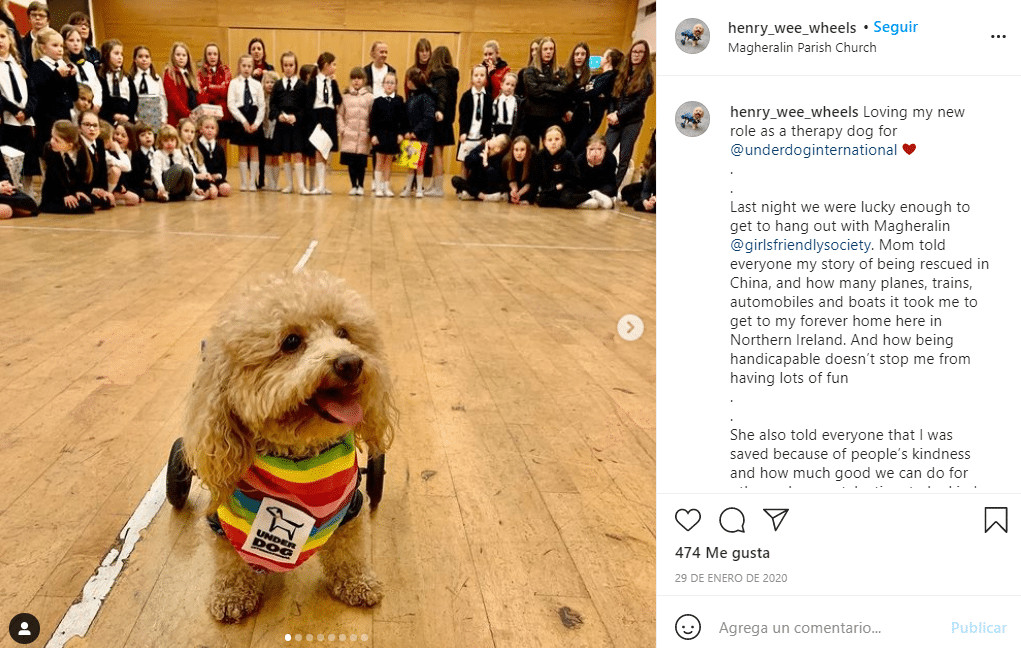 contioutra.com - C&atilde;ozinho &eacute; salvo de virar alimento na China e se torna c&atilde;o de terapia