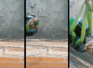 Dono cria elevador manual com sacola e corda para puxar seu gatinho de volta depois do passeio