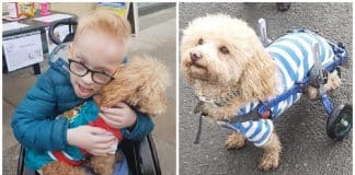 Cãozinho é salvo de virar alimento na China e se torna cão de terapia