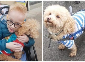 Cãozinho é salvo de virar alimento na China e se torna cão de terapia