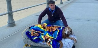Família constrói caminha especial para levar cachorrinha idosa à praia por uma última vez