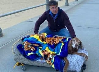 Família constrói caminha especial para levar cachorrinha idosa à praia por uma última vez