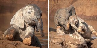 Fotógrafo falgra elefantes bebês se diverftindo na lama para espantar o calor