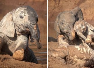 Fotógrafo falgra elefantes bebês se diverftindo na lama para espantar o calor