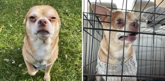 Chihuahua “diabólico” precisa de um lar definitivo, mas odeia tudo ao seu redor