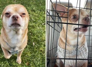 Chihuahua “diabólico” precisa de um lar definitivo, mas odeia tudo ao seu redor