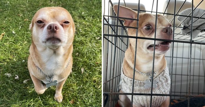 Chihuahua “diabólico” precisa de um lar definitivo, mas odeia tudo ao seu redor