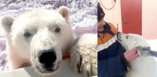 Ursa polar órfã que adorava abraçar os trabalhadores do Ártico ganha vida nova