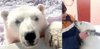 Ursa polar órfã que adorava abraçar os trabalhadores do Ártico ganha vida nova Ursa polar órfã que adorava abraçar os trabalhadores do Ártico ganha vida nova
