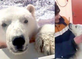 Ursa polar órfã que adorava abraçar os trabalhadores do Ártico ganha vida nova