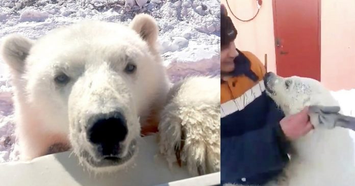 Ursa polar órfã que adorava abraçar os trabalhadores do Ártico ganha vida nova