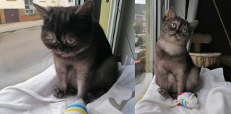 Gatinha que foi ignorada no abrigo por ser feia é adotada e agora tem uma nova vida!
