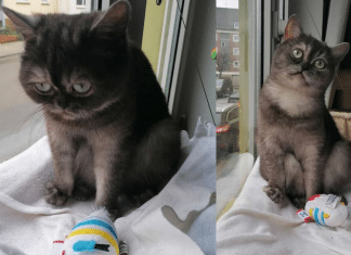 Gatinha que foi ignorada no abrigo por ser feia é adotada e agora tem uma nova vida!