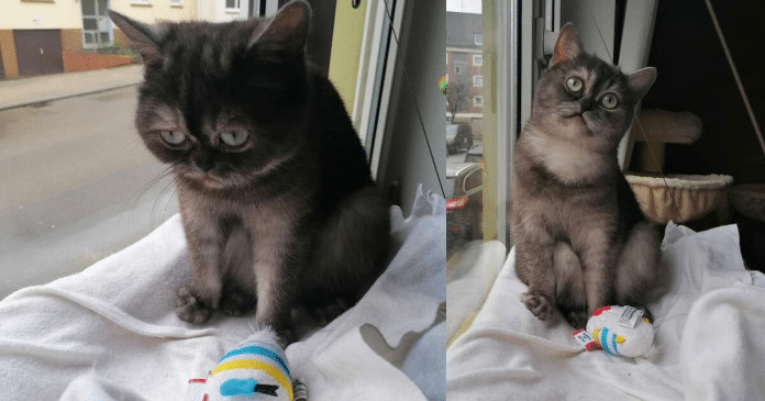 Gatinha que foi ignorada no abrigo por ser feia é adotada e agora tem uma nova vida!