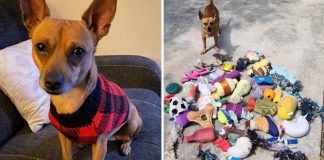 Este adorável chihuahua era secretamente cleptomaníaco e roubou dezenas de brinquedos