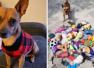 Este adorável chihuahua era secretamente cleptomaníaco e roubou dezenas de brinquedos