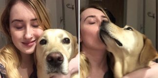 Mulher se reencontra com seu cão-guia após passar 213 dias separados, eles se complementam!