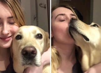 Mulher se reencontra com seu cão-guia após passar 213 dias separados, eles se complementam!