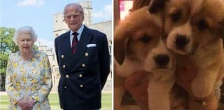 Rainha Elizabeth encontra apoio em seus cães para lidar com a perda de Philip