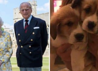 Rainha Elizabeth encontra apoio em seus cães para lidar com a perda de Philip