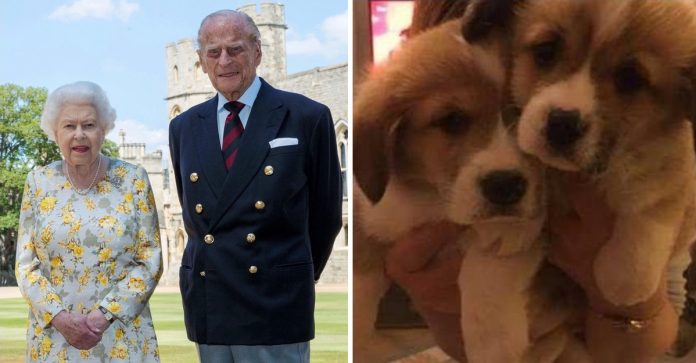 Rainha Elizabeth encontra apoio em seus cães para lidar com a perda de Philip
