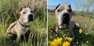 Pitbull idoso é abandonado por dono violento e encontra amor em treinador que mudou sua vida