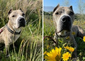 Pitbull idoso é abandonado por dono violento e encontra amor em treinador que mudou sua vida